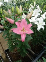 [5364 Barista VZ No01.JPG]